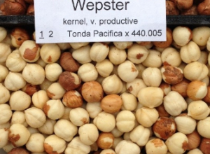 Wepster Hazelnut